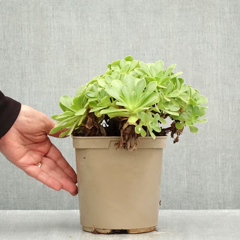Exemplaar van Aeonium Goblin - Boom-aeonium Pot van 3 l/4 l zoals geleverd in de herfst