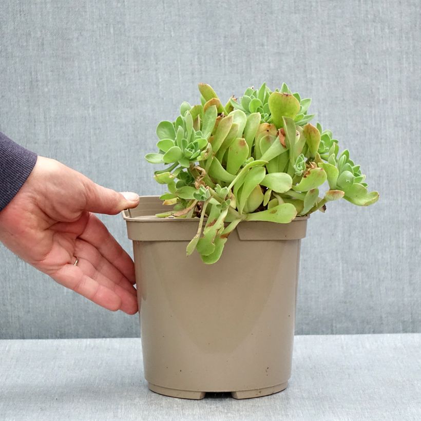 Example of Aeonium Goblin Pot van 3 l/4 l as you get in printemps