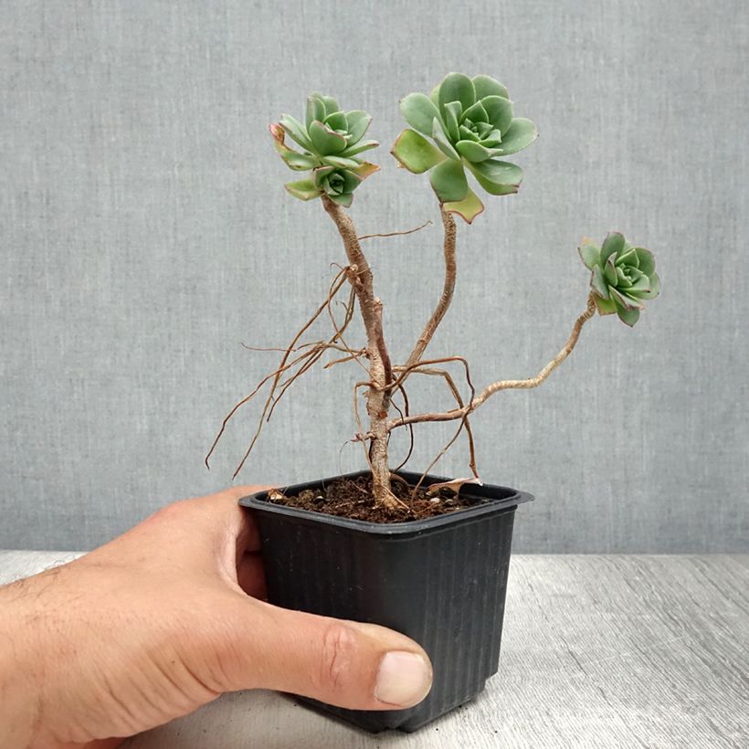 Exemplaar van Aeonium haworthii - Huislookboom Kweekpotje van 8/9 cm zoals geleverd in de zomer