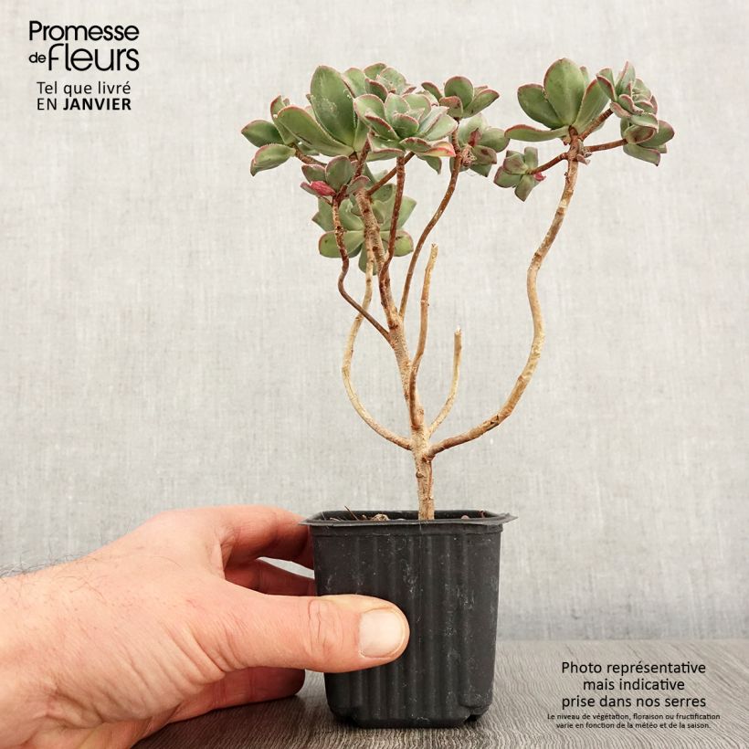 Example of Aeonium haworthii Kweekpotje van 8/9 cm as you get in hiver