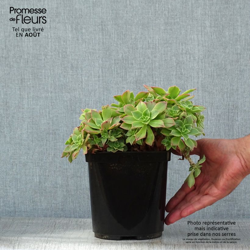 Exemplaar van Aeonium leucoblepharum Yemen - Red Stripe Pot van 3 l/4 l zoals geleverd in de zomer