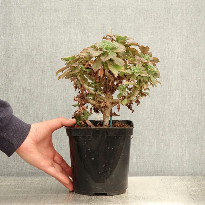 Exemplaar van Aeonium leucoblepharum Yemen - Red Stripe Pot van 3 l/4 l zoals geleverd in de lente