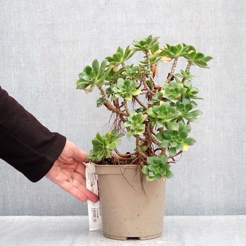 Example of Aeonium Mary Ann Kunkel Pot van 3 l/4 l as you get in hiver