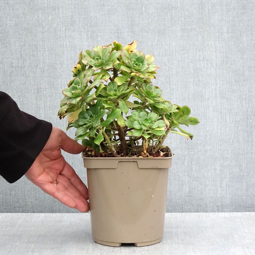 Exemplaar van Aeonium Mary Ann Kunkel - Huislookboom Pot van 3 l/4 l zoals geleverd in de lente