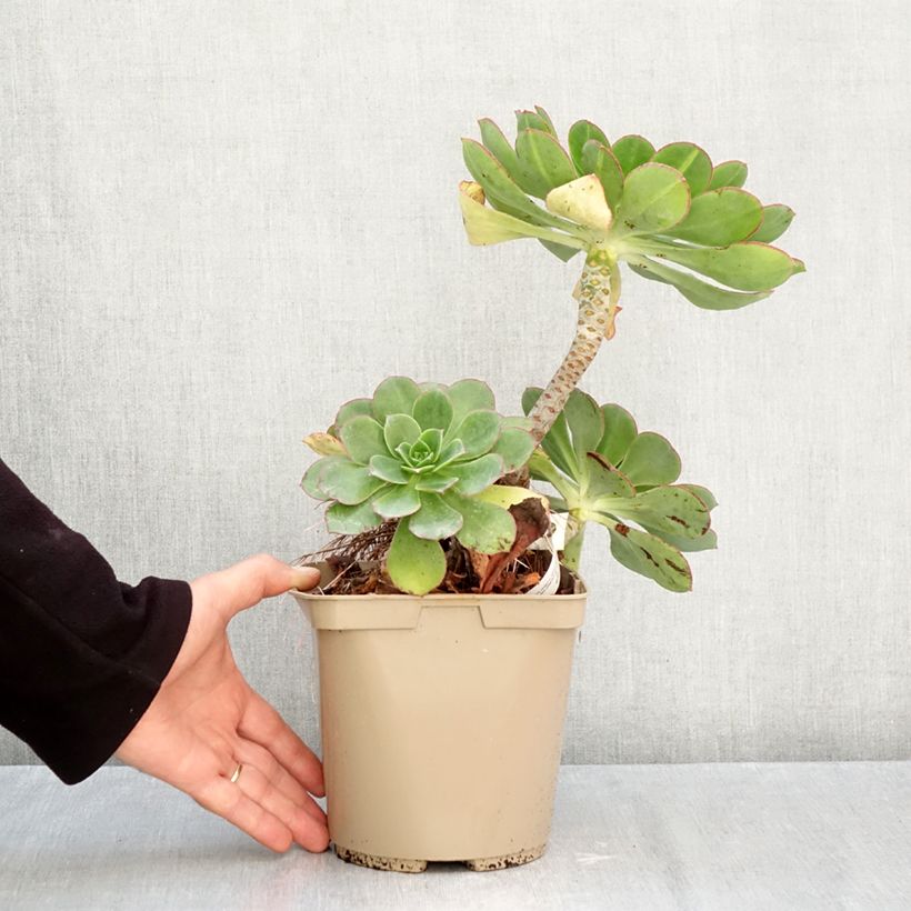 Exemplaar van Aeonium Starburst - Zwartkop Pot van 3 l/4 l zoals geleverd in de herfst