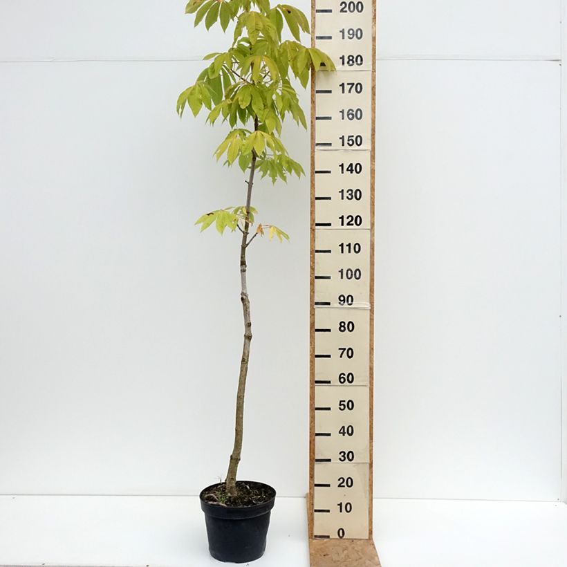 Exemplaar van Aesculus chinensis - Indische paardenkastanje Pot van 12 l/15 l zoals geleverd in de zomer