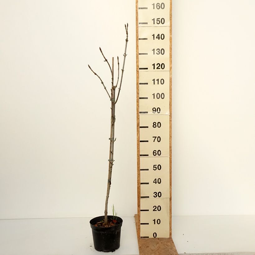 Exemplaar van Aesculus hippocastanum Digitata - Witte paardenkastanje Pot van 4 l/5 l zoals geleverd in de herfst