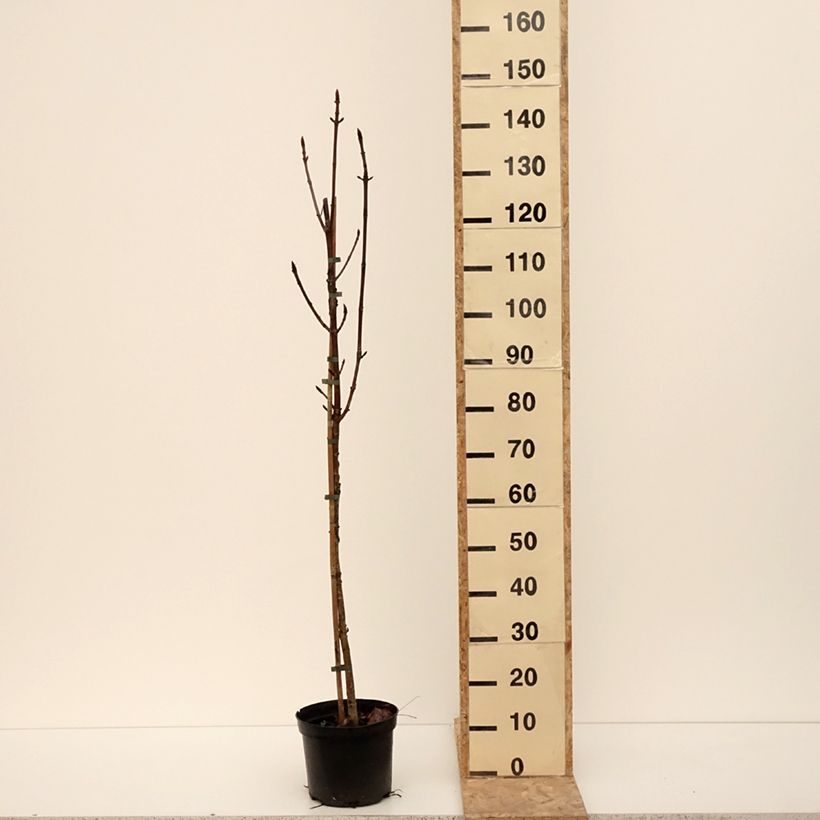 Example of Aesculus Digitata - Marronnier commun hybride Pot van 4 l/5 l as you get in hiver