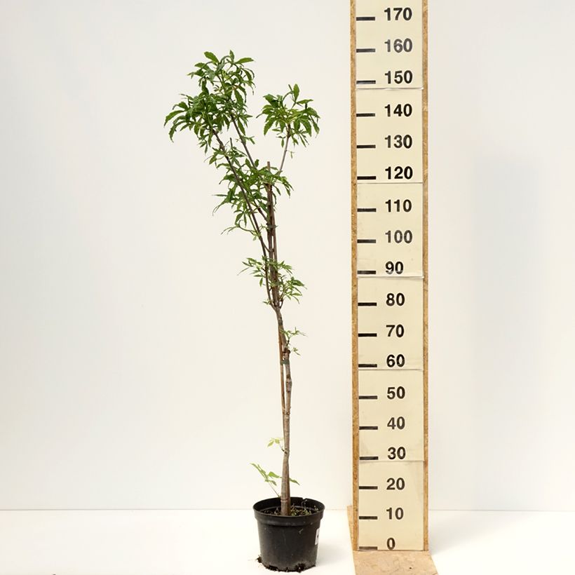 Exemplaar van Aesculus hippocastanum Digitata - Witte paardenkastanje Pot van 4 l/5 l zoals geleverd in de lente