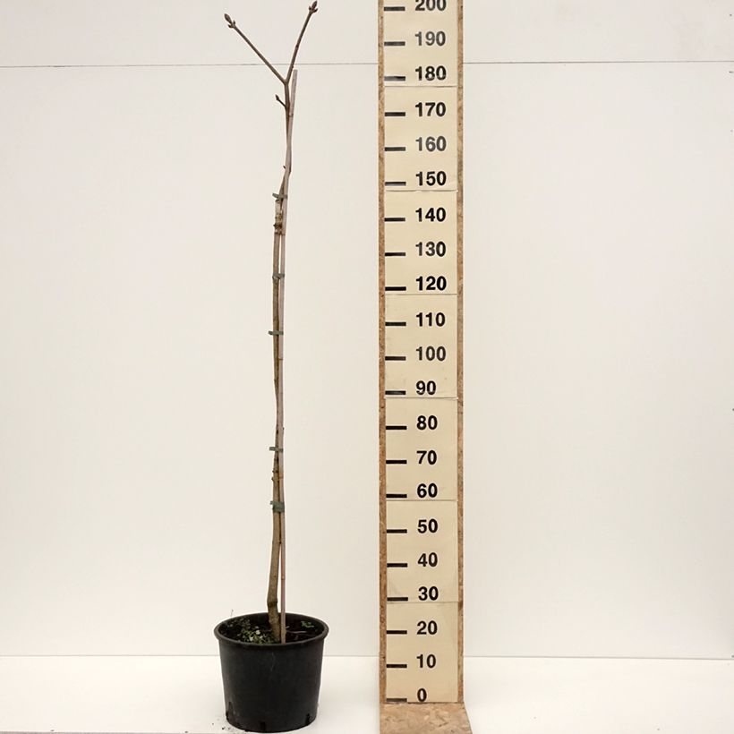 Example of Aesculus flava - Pavier, Marronnier jaune Pot van 20 l/25 l as you get in hiver