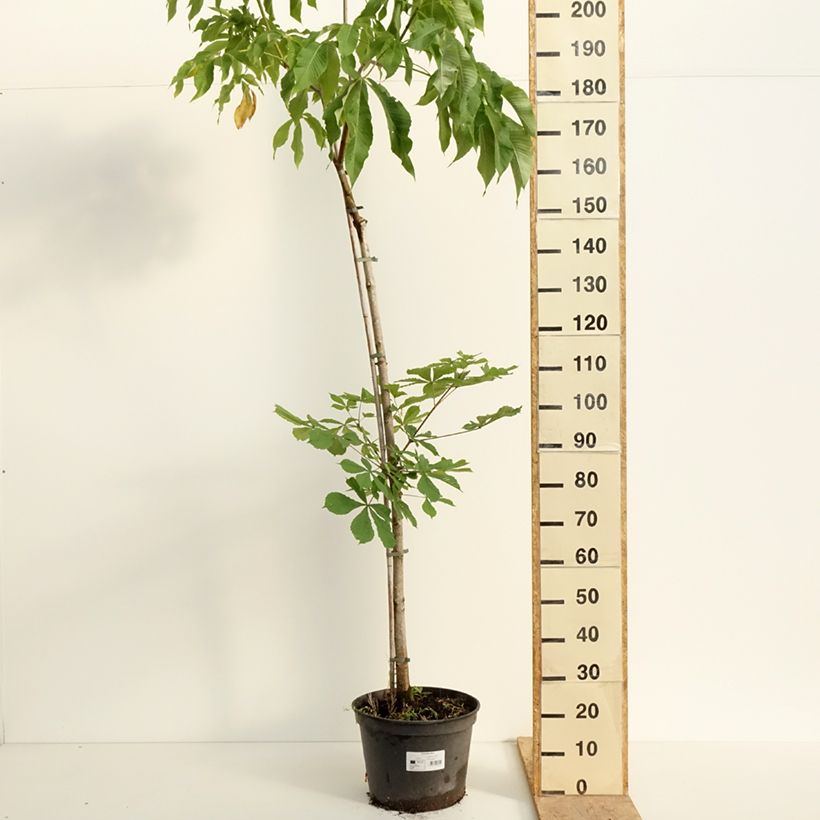 Exemplaar van Aesculus flava - Gele pavia Pot van 20 l/25 l, Stengel zoals geleverd in de lente