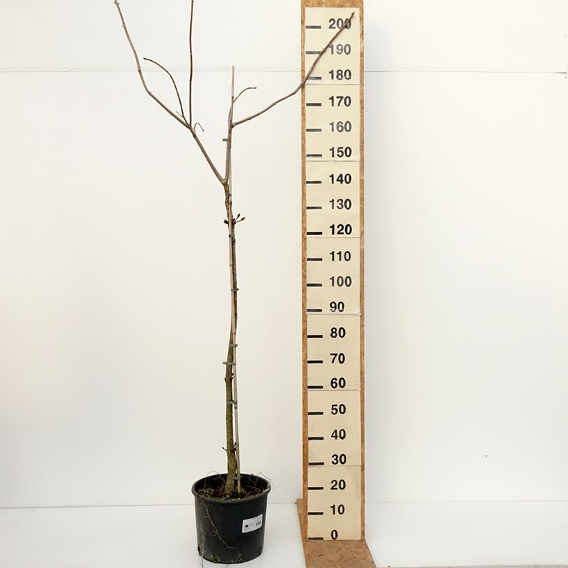 Exemplaar van Aesculus flava - Gele pavia Pot van 20 l/25 l, Stengel zoals geleverd in de herfst