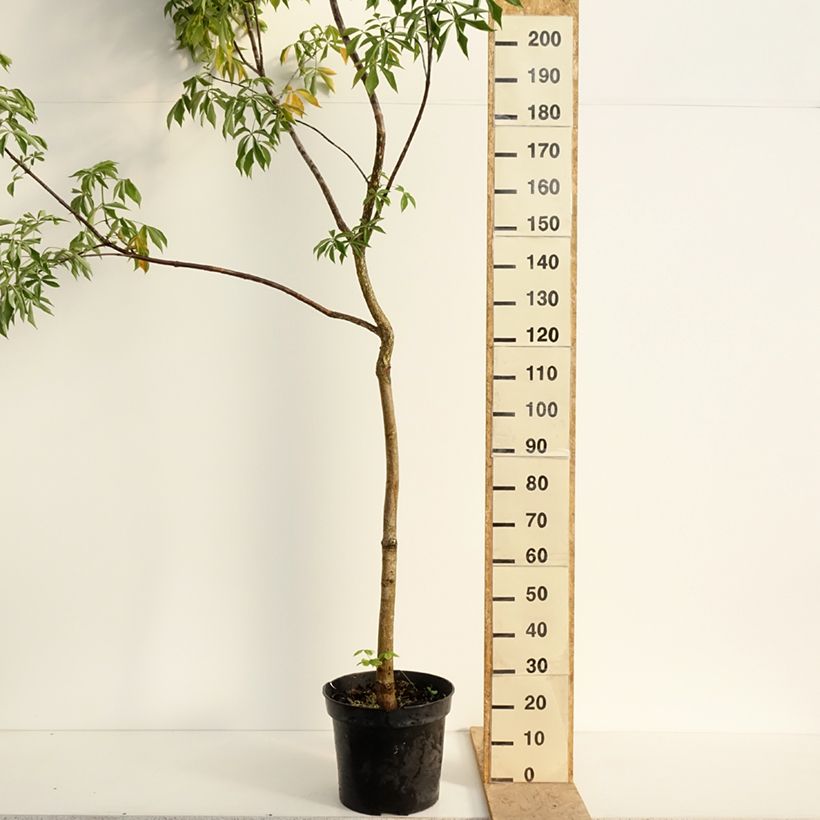 Exemplaar van Aesculus glabra October Red - Gladde pavia Pot van 20 l/25 l, Stengel zoals geleverd in de lente