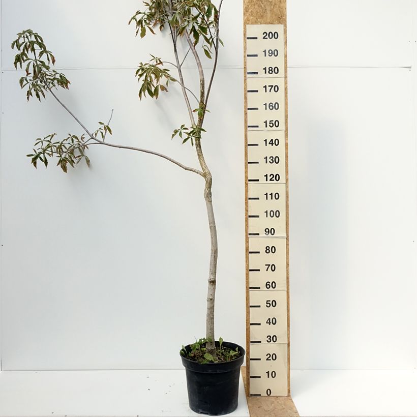 Exemplaar van Aesculus glabra October Red - Gladde pavia Pot van 20 l/25 l, Stengel zoals geleverd in de zomer
