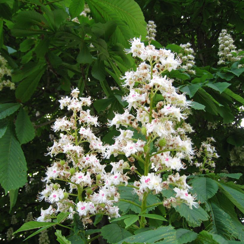 Aesculus hippocastanum - Witte paardenkastanje (Flowering)
