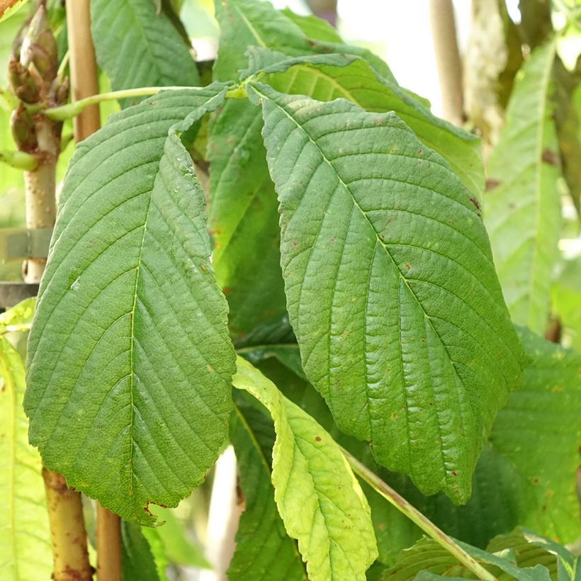 Aesculus hippocastanum Hampton Court Gold - Witte paardenkastanje (Blad)