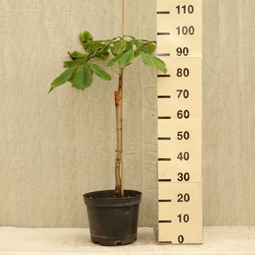 Exemplaar van Aesculus hippocastanum Hampton Court Gold - Witte paardenkastanje Pot van 4 l/5 l zoals geleverd in de zomer