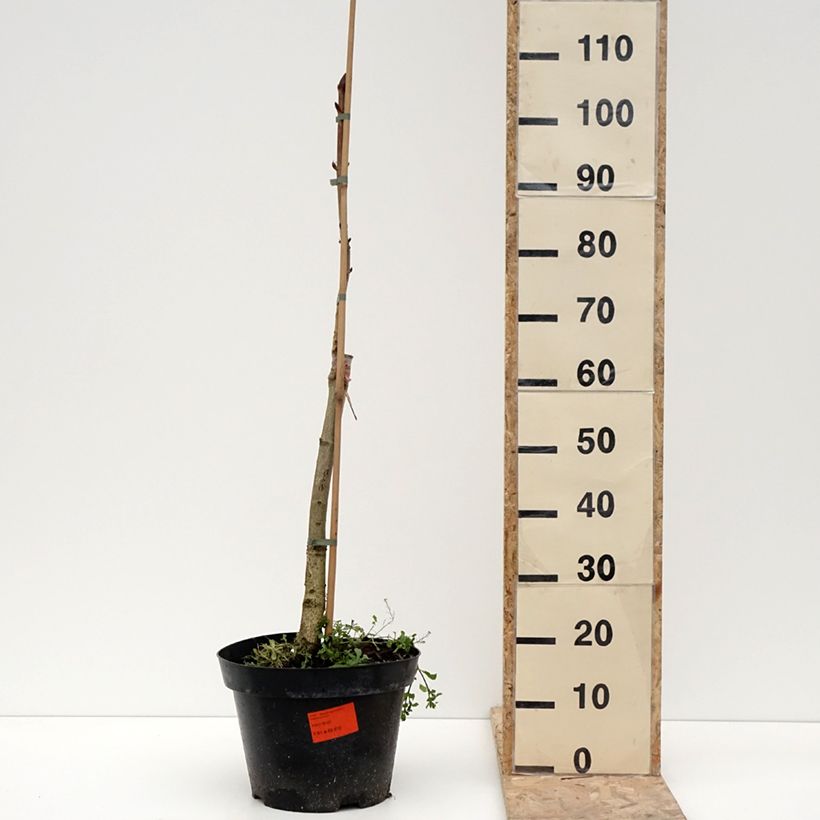 Example of Aesculus hippocastanum Hampton Court Gold - Marronnier commun Pot van 4 l/5 l as you get in hiver