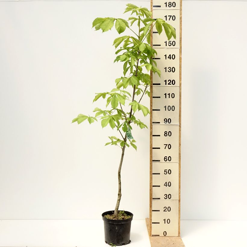 Exemplaar van Aesculus hippocastanum Memmingeri - Witte paardenkastanje Pot van 4 l/5 l zoals geleverd in de lente