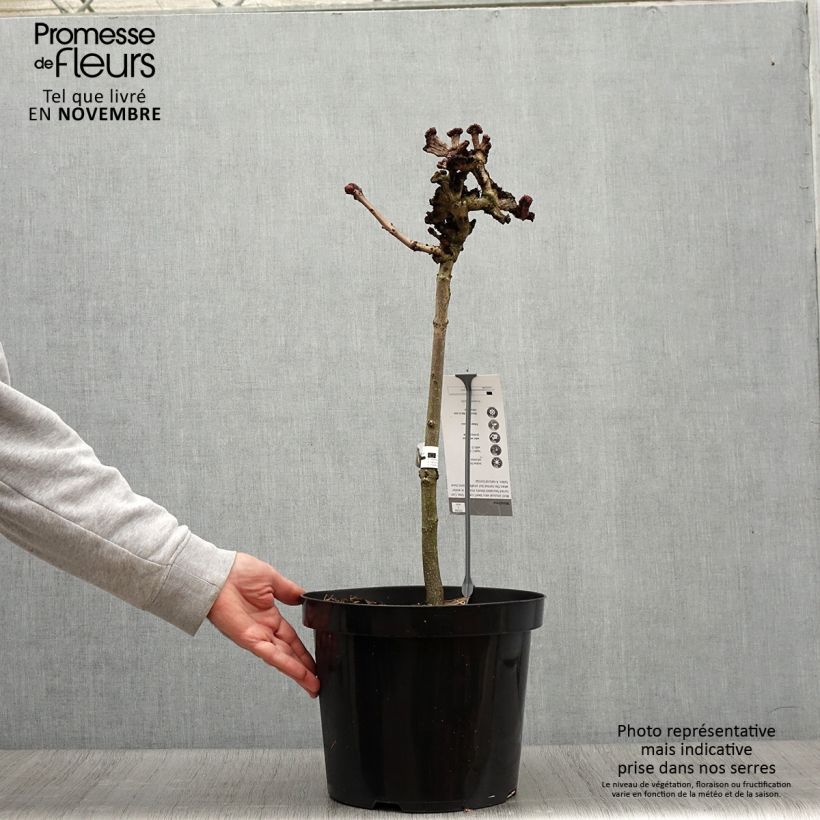 Exemplaar van Aesculus hippocastanum Monstrosa - Witte paardenkastanje Pot van 7,5 l/10 l, Stengel zoals geleverd in de herfst
