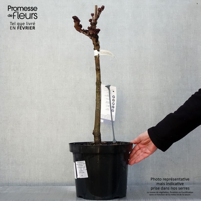 Example of Aesculus hippocastanum Monstrosa - Marronnier commun Pot van 7,5 l/10 l as you get in hiver