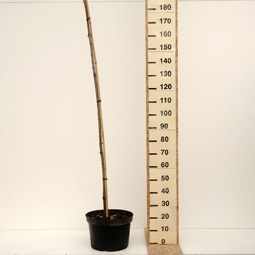 Example of Aesculus hippocastanum Umbraculifera - Marronnier commun Pot van 20 l/25 l as you get in hiver