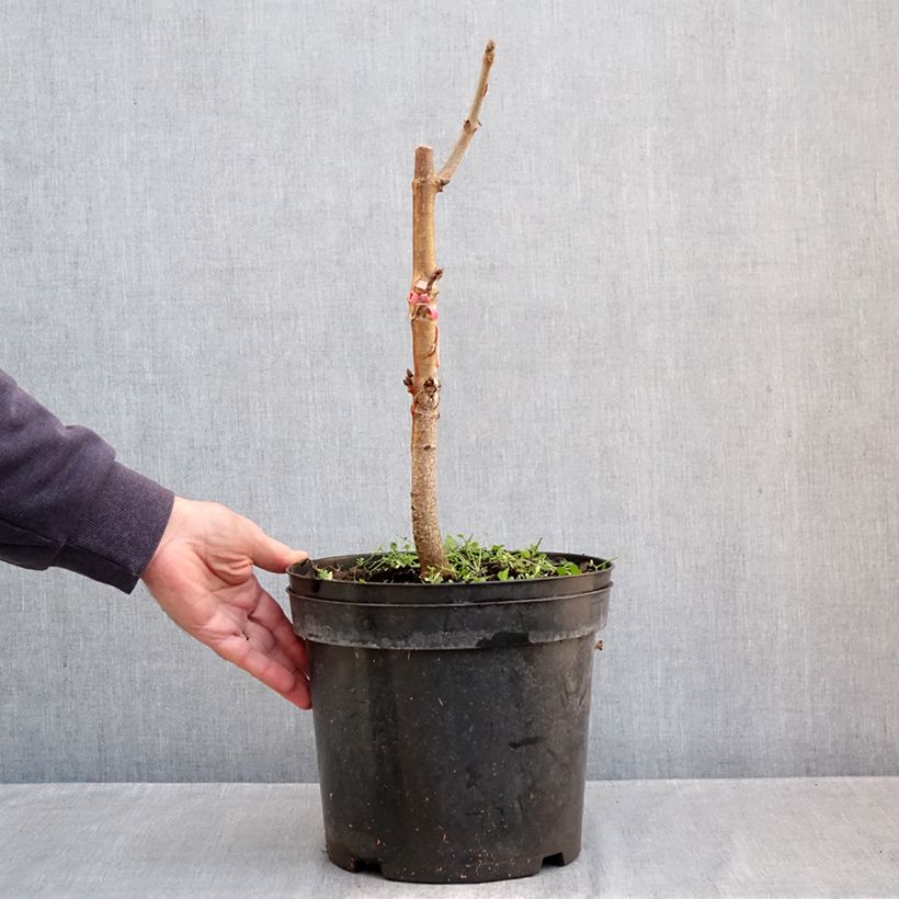 Exemplaar van Aesculus indica Sydney Pearce - Marronnier de l'Himalaya Pot de 7,5L/10L zoals geleverd in de herfst