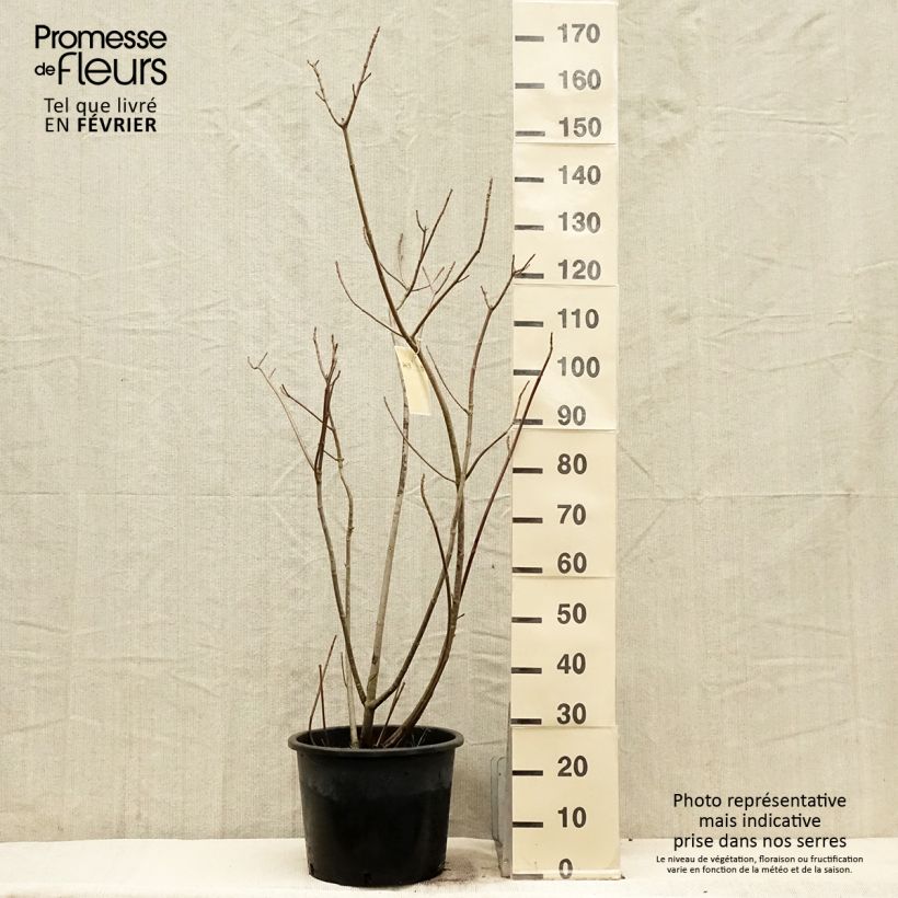 Example of Aesculus parviflora - Pavier blanc Pot van 20 l/25 l as you get in hiver