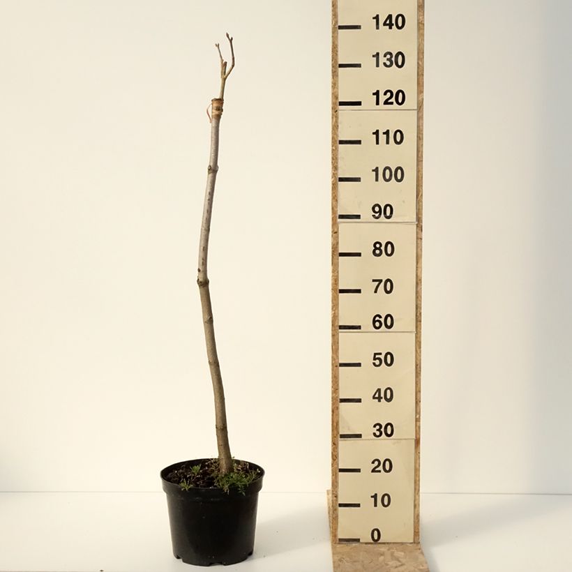 Example of Aesculus pavia Humilis - Marronnier d'ornement  à fleurs rouges Pot van 7,5 l/10 l as you get in hiver