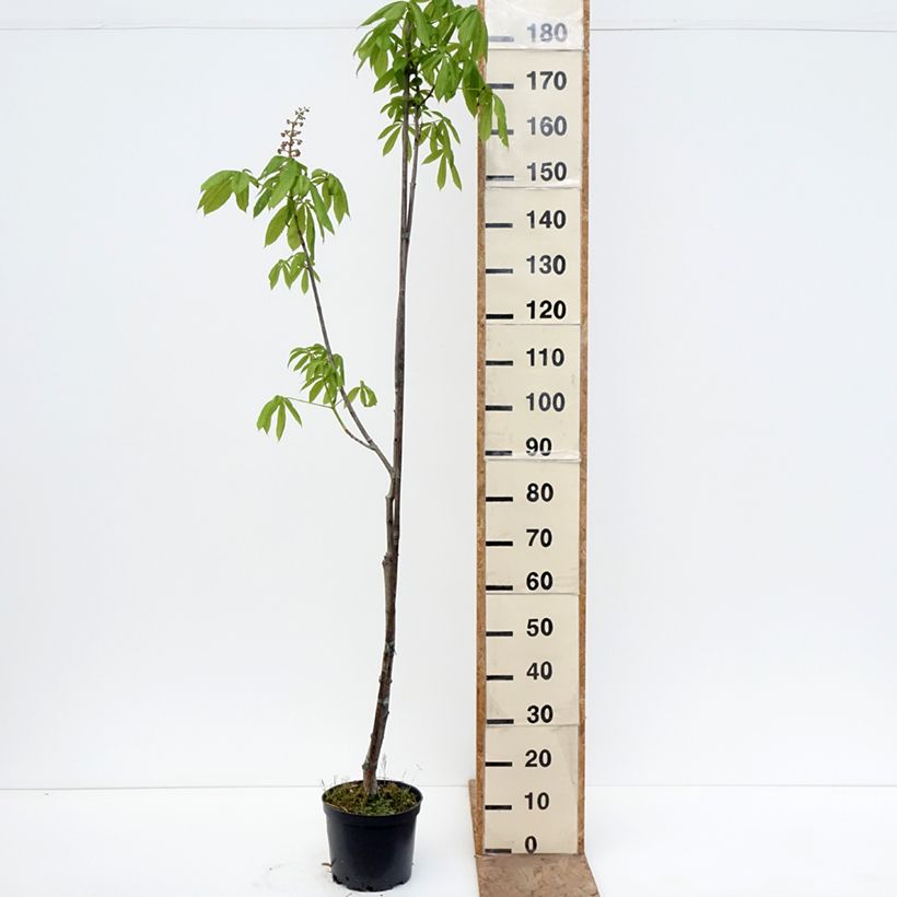 Exemplaar van Aesculus x bushii - Paardenkastanje Pot van 7,5 l/10 l, Stengel zoals geleverd in de lente