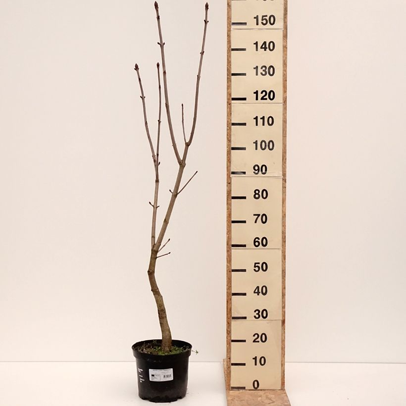 Example of Aesculus x carnea Plantierensis - Marronnier rouge Pot van 7,5 l/10 l as you get in hiver