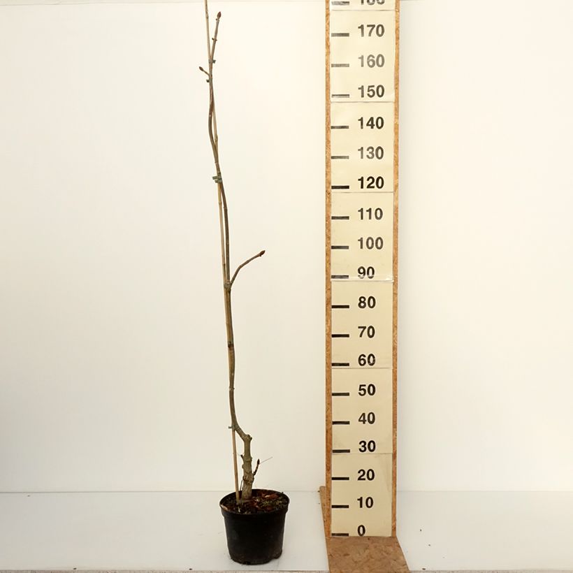 Exemplaar van Aesculus dallimorei - Paardenkastanje Pot van 4 l/5 l zoals geleverd in de herfst