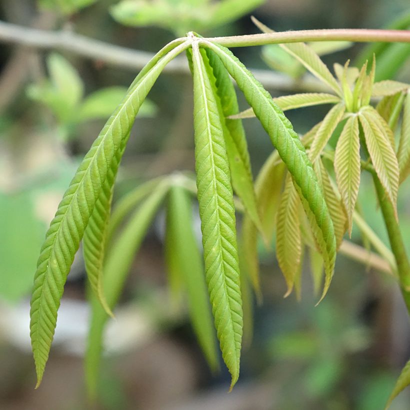 Aesculus x glaucescens - Paardenkastanje (Blad)