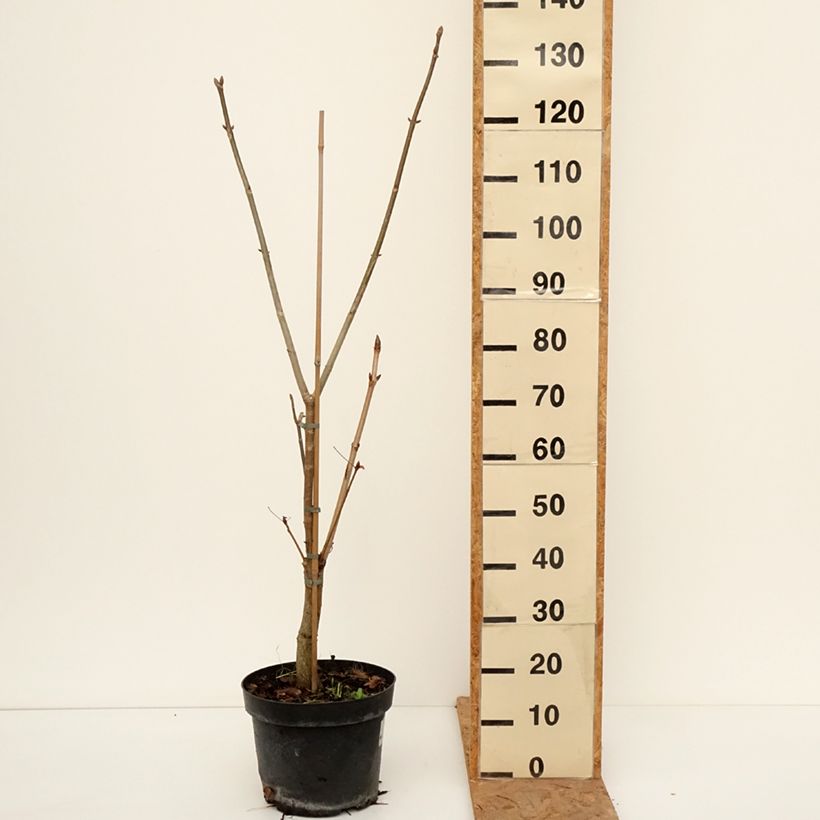 Exemplaar van Aesculus x glaucescens - Paardenkastanje Pot van 7,5 l/10 l zoals geleverd in de herfst