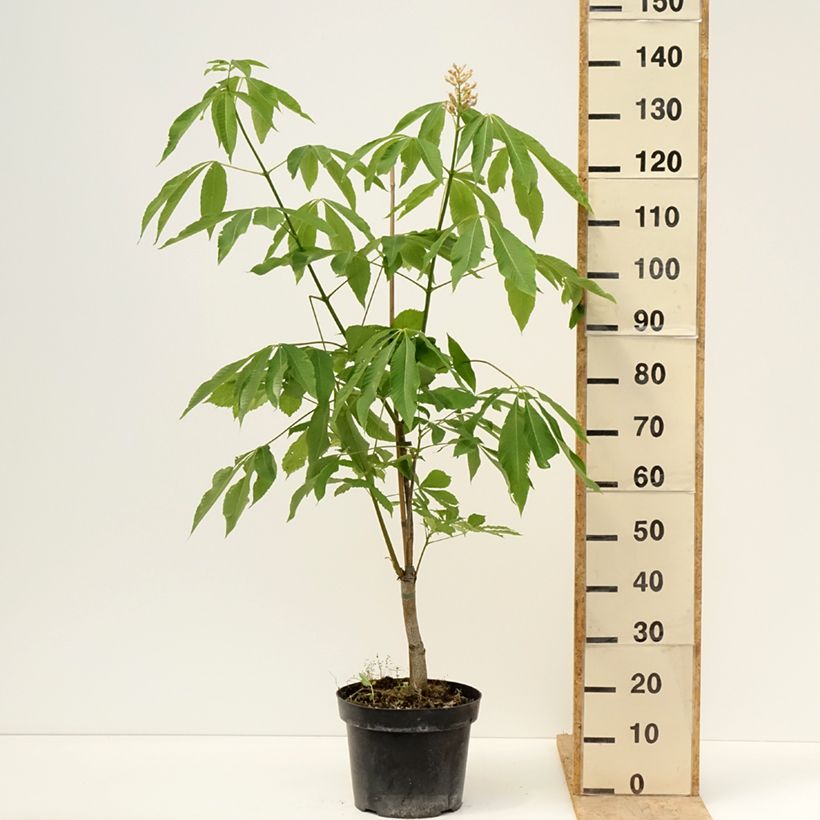 Exemplaar van Aesculus x glaucescens - Paardenkastanje Pot van 7,5 l/10 l zoals geleverd in de lente