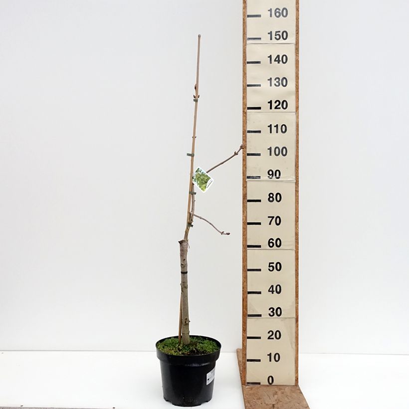 Example of Aesculus x neglecta Erythroblastos - Marronnier d'ornement Pot van 7,5 l/10 l as you get in hiver