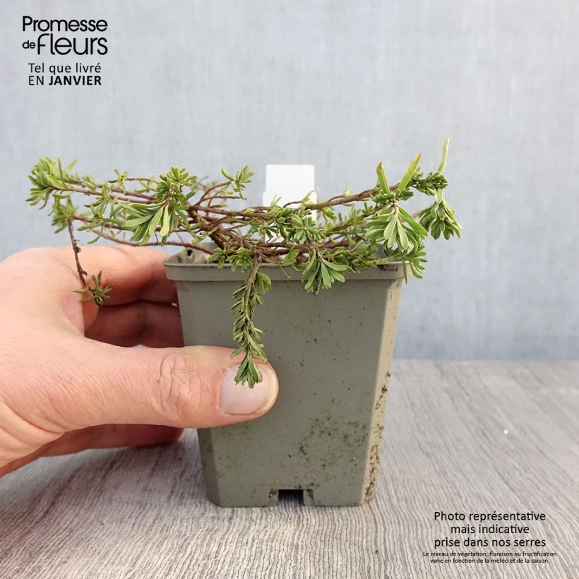 Example of Aethionema Warley Ruber Kweekpotje van 8/9 cm as you get in hiver