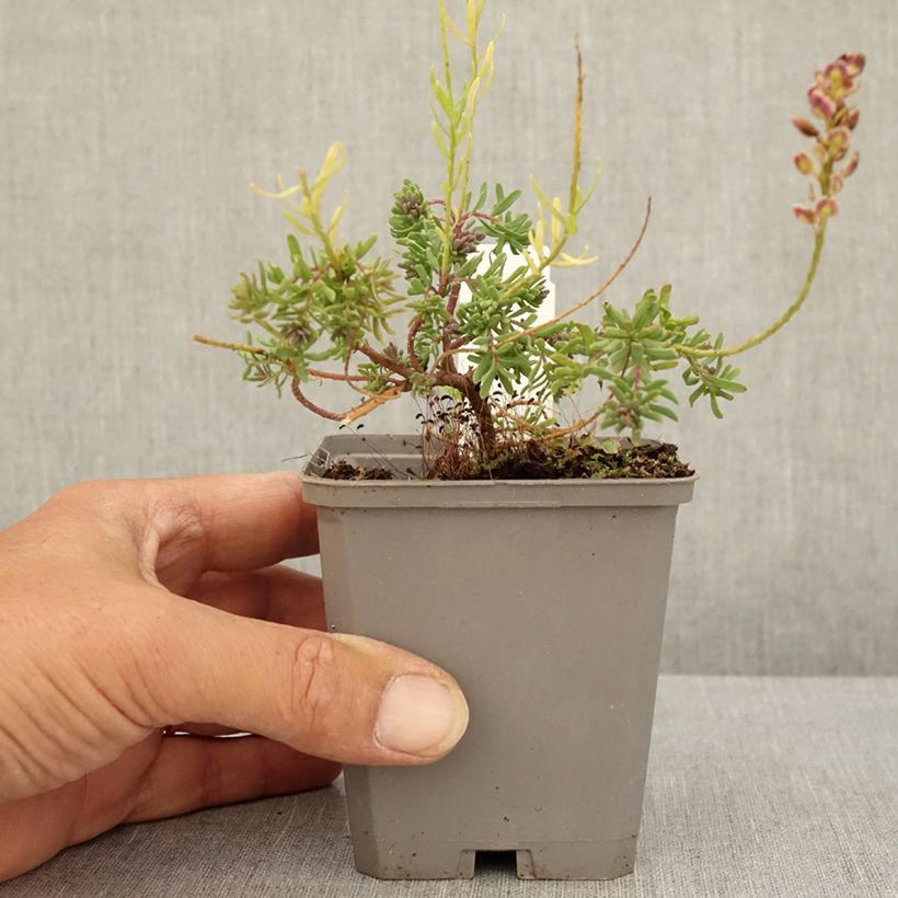 Exemplaar van Aethionema Warley Ruber - Steenkers Kweekpotje van 8/9 cm zoals geleverd in de zomer