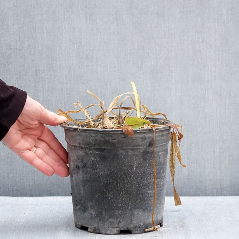 Example of Agapanthe africanus (umbellatus) Albus Pot van 4 l/5 l as you get in hiver