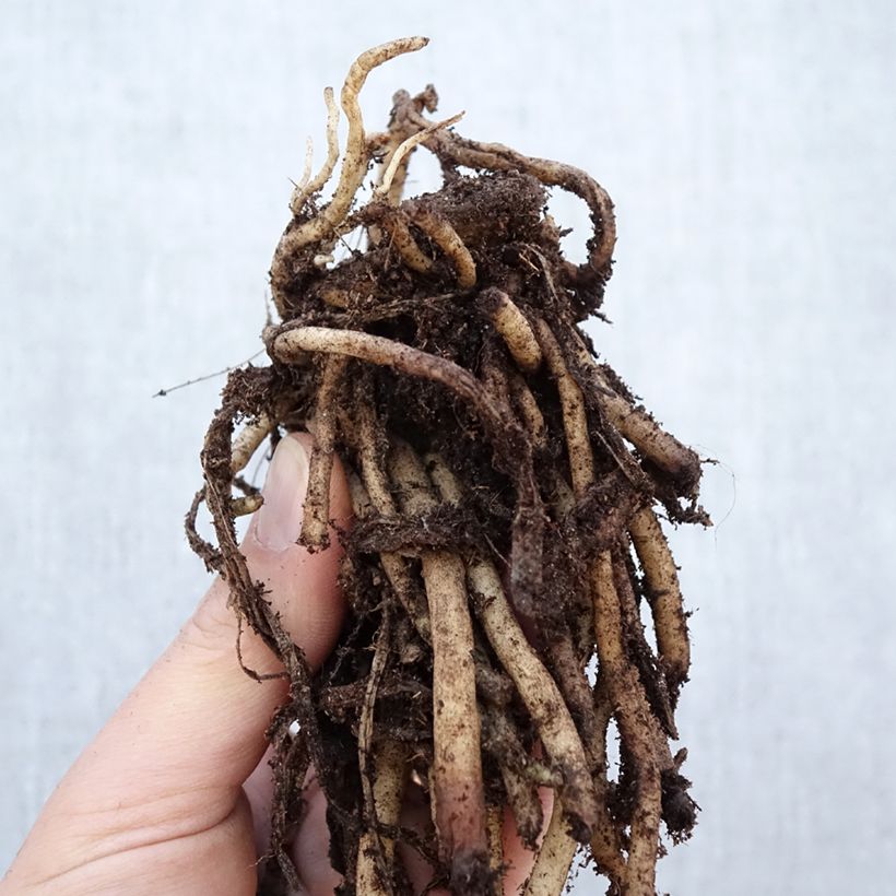 Example of Agapanthe africanus (umbellatus) Albus Stronk, 1–2 ogen as you get in hiver