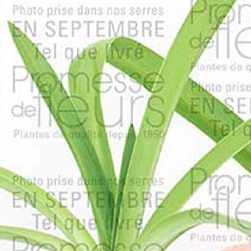 Agapanthus Blue Heaven - Afrikaanse lelie (Foliage)