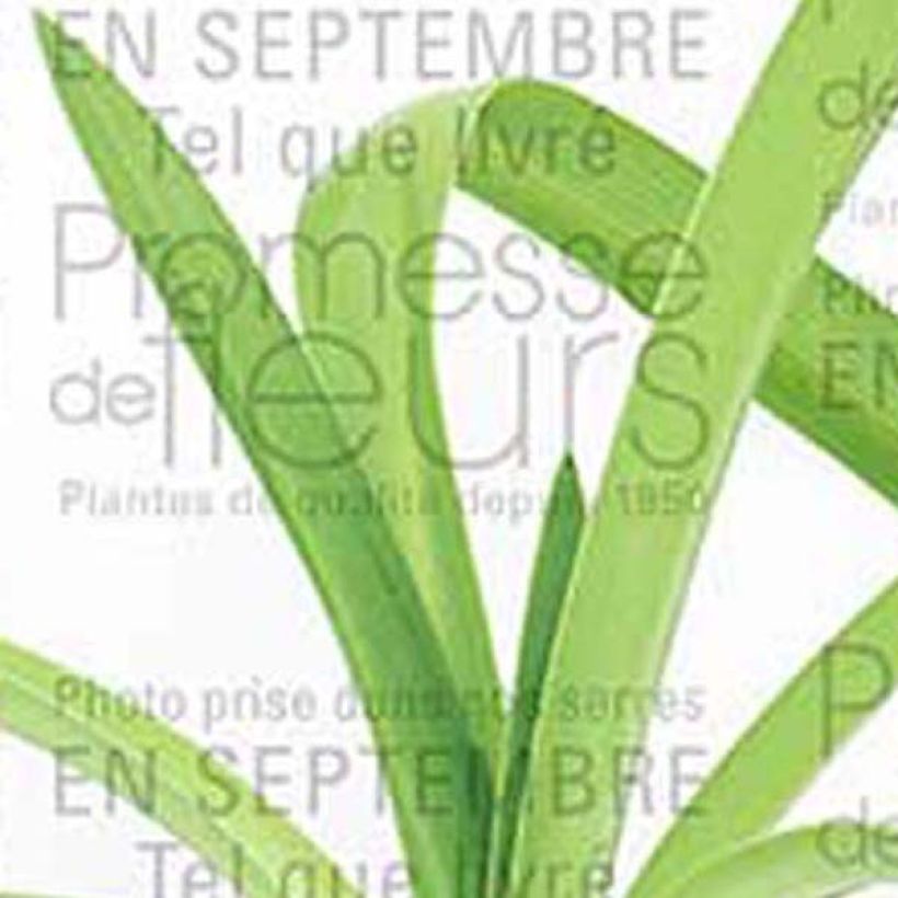 Agapanthus White Heaven - Afrikaanse lelie (Foliage)