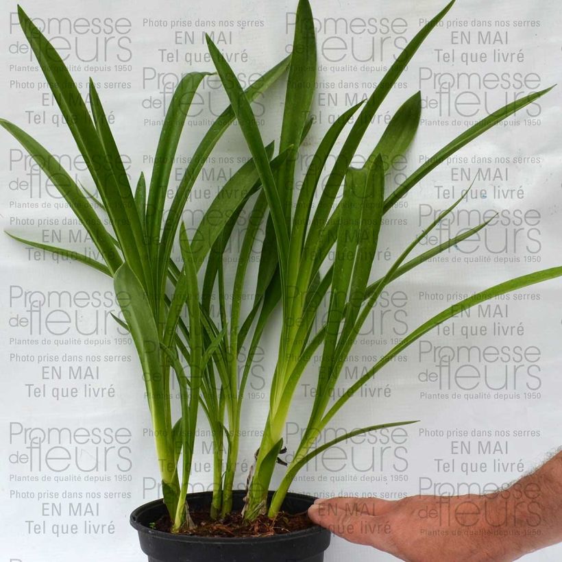 Voorbeeld van een exemplaar van Agapanthus inapertus Nigrescens - Afrikaanse lelie Pot van 2 l/3 l zoals geleverd