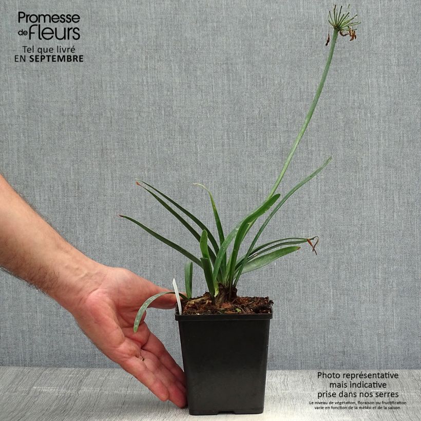 Exemplaar van Agapanthus Black Buddhist - Afrikaanse lelie Kweekpotje van 8/9 cm zoals geleverd in de herfst