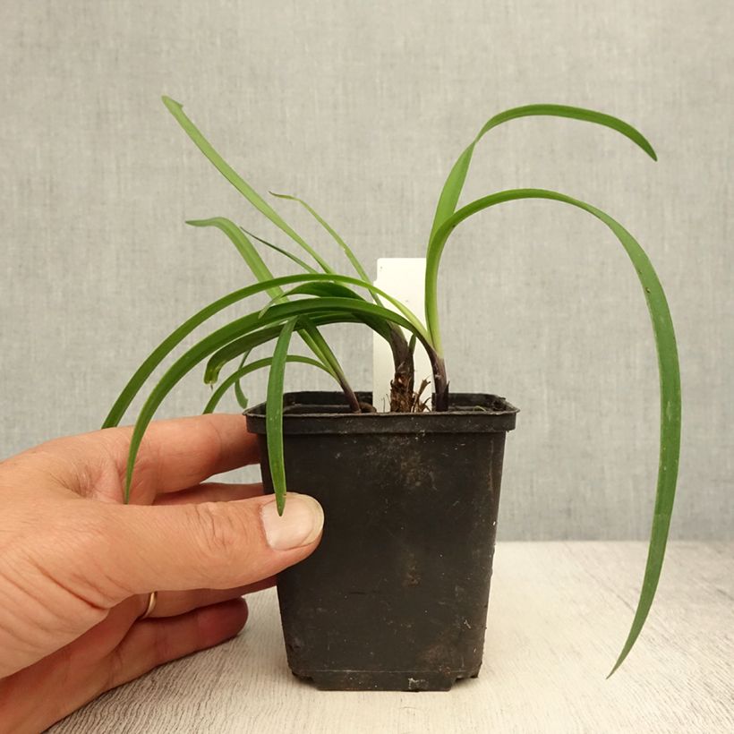 Exemplaar van Agapanthus Black Buddhist - Afrikaanse lelie Kweekpotje van 8/9 cm zoals geleverd in de zomer