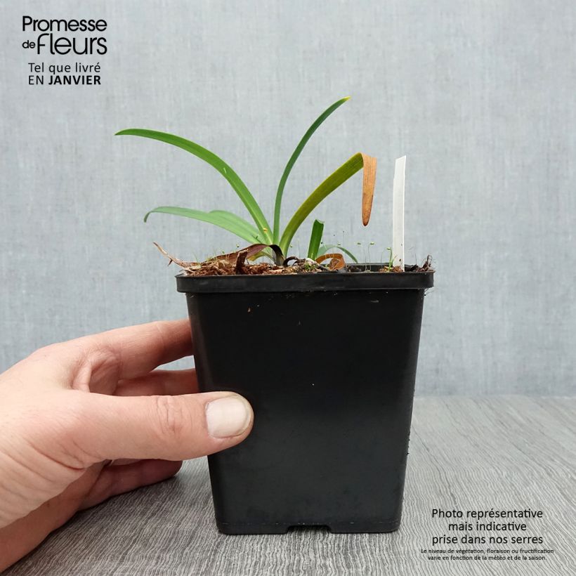 Example of Agapanthe Black Buddhist Kweekpotje van 8/9 cm as you get in hiver