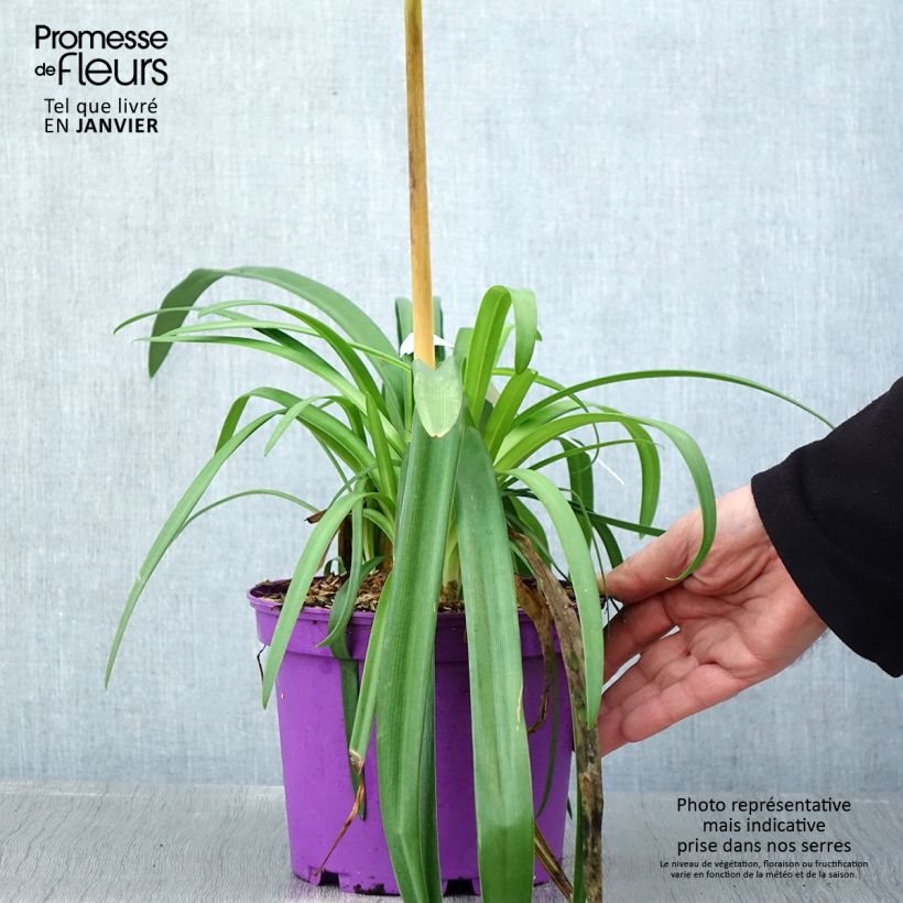 Example of Agapanthus Black Jack - Afrikaanse lelie Pot van 1,5 l/2 l as you get in hiver