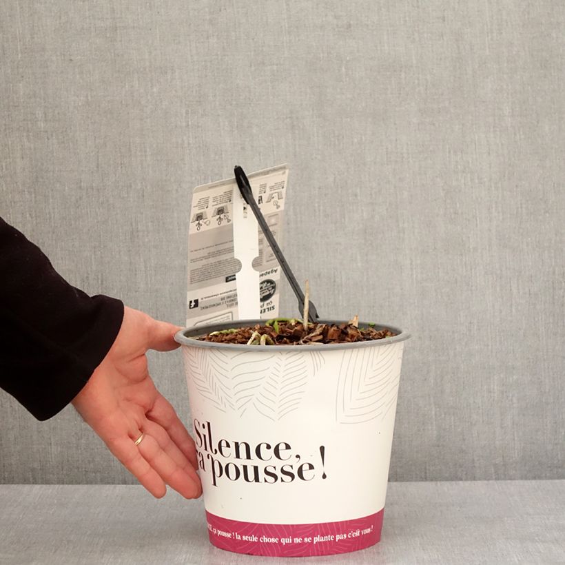 Example of Agapanthus Black Jack - Afrikaanse lelie Pot van 3 l/4 l as you get in hiver