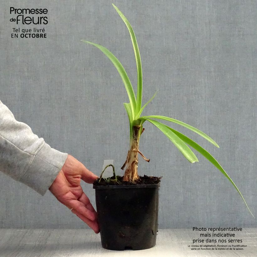 Exemplaar van Agapanthus Black Magic - Afrikaanse lelie Pot van 2 l/3 l zoals geleverd in de herfst