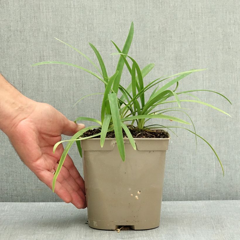 Exemplaar van Agapanthus Blue Baby - Afrikaanse lelie Pot van 2 l/3 l zoals geleverd in de zomer